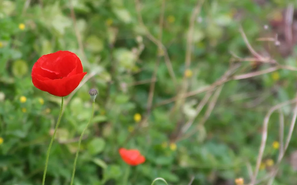 Eine rote Mohnblüte mit langem grünem Stiel vor unscharfem grünem Gras, dahinter ein zweiter Mohn und gelbe Blütenpunkte.