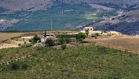 Weinberge auf einem Hügel vor bewaldeten Bergen, im Mittelpunkt ein Gehöft mit Ziegelturm und Palmen unter sonnigem Himmel.
