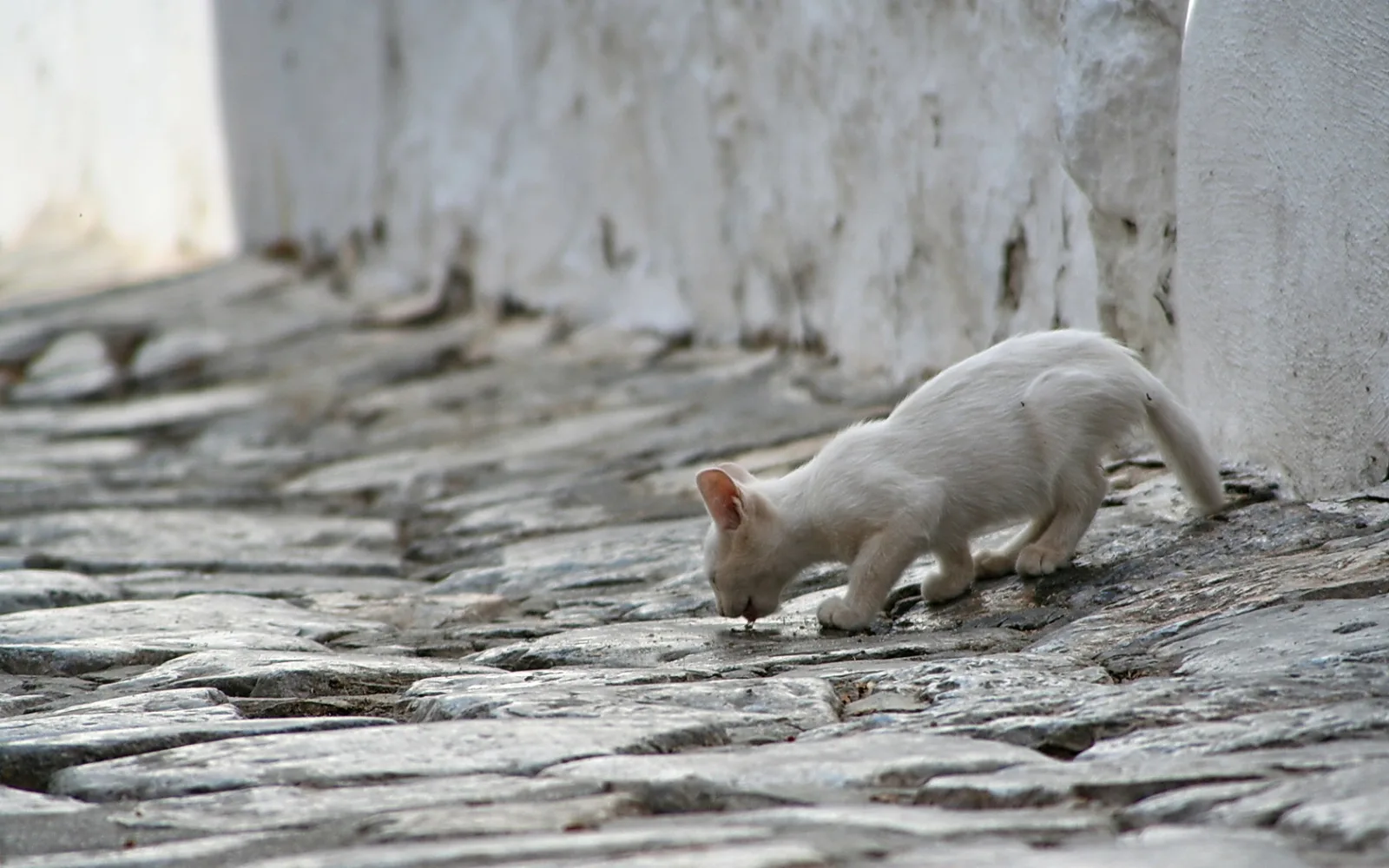Eine weiße Katze beugt sich auf einer grau gepflasterten Gasse nach unten und trinkt, links neben einer weiß gekalkten Mauer.