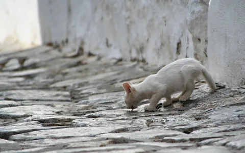 Eine weiße Katze beugt sich auf einer grau gepflasterten Gasse nach unten und trinkt, links neben einer weiß gekalkten Mauer.