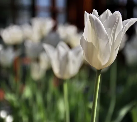 Eine weiße Tulpe im rechten Vordergrund mit grünem Stängel, dahinter unscharfe weiße Tulpen vor dunklem Hintergrund