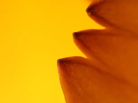 Drei zugespitzte orangefarbene Blütenblätter vor gelbem Hintergrund, die von rechts ins Bild ragen.