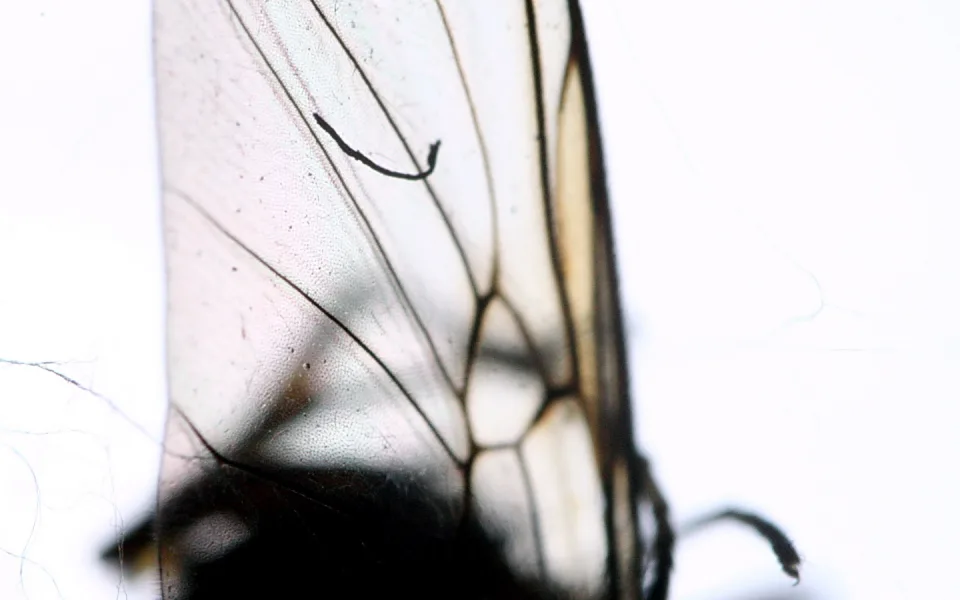 Nahaufnahme eines transparenten Insektenflügels mit feinen dunklen Adern vor hellem Hintergrund, unten angeschnitten ein dunkler Körperteil des Insekts.