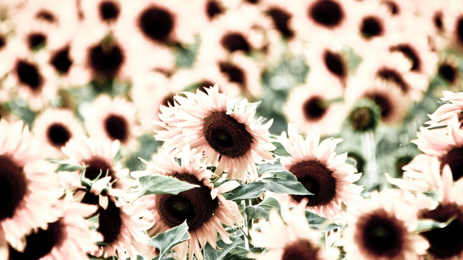 Ein Sonnenblumenfeld mit blassrosa Blütenblättern und dunklen Blütenmitten, im Vordergrund grüne Blätter, im Hintergrund unscharfe Blüten.