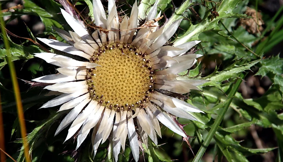 Nahaufnahme einer weiß-silbrigen Distelblüte mit gelber, körniger Mitte vor grünem Laub.