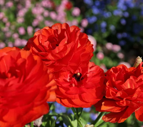 Drei rote, dicht gefüllte Ranunkelblüten im Vordergrund, dahinter unscharfe rosa und blaue Blüten.