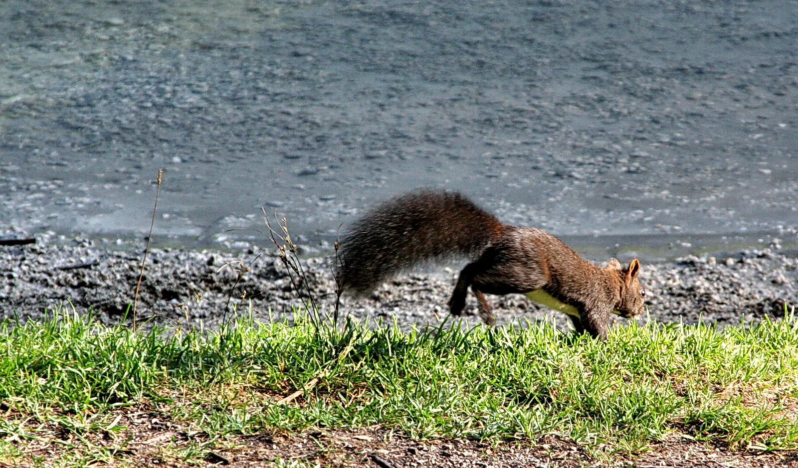 Ein braunes Eichhörnchen mit buschigem Schwanz springt über Kies und Gras am Rand eines grauen Gewässers.