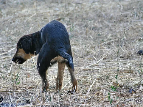 Ein schwarz-brauner Hund steht mit gesenktem Kopf auf einem abgeernteten Feld mit trockenem Gras und blickt nach links unten.