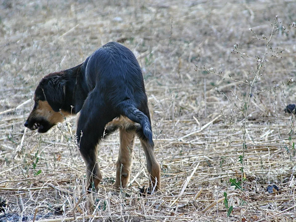 Ein schwarz-brauner Hund steht mit gesenktem Kopf auf einem abgeernteten Feld mit trockenem Gras und blickt nach links unten.