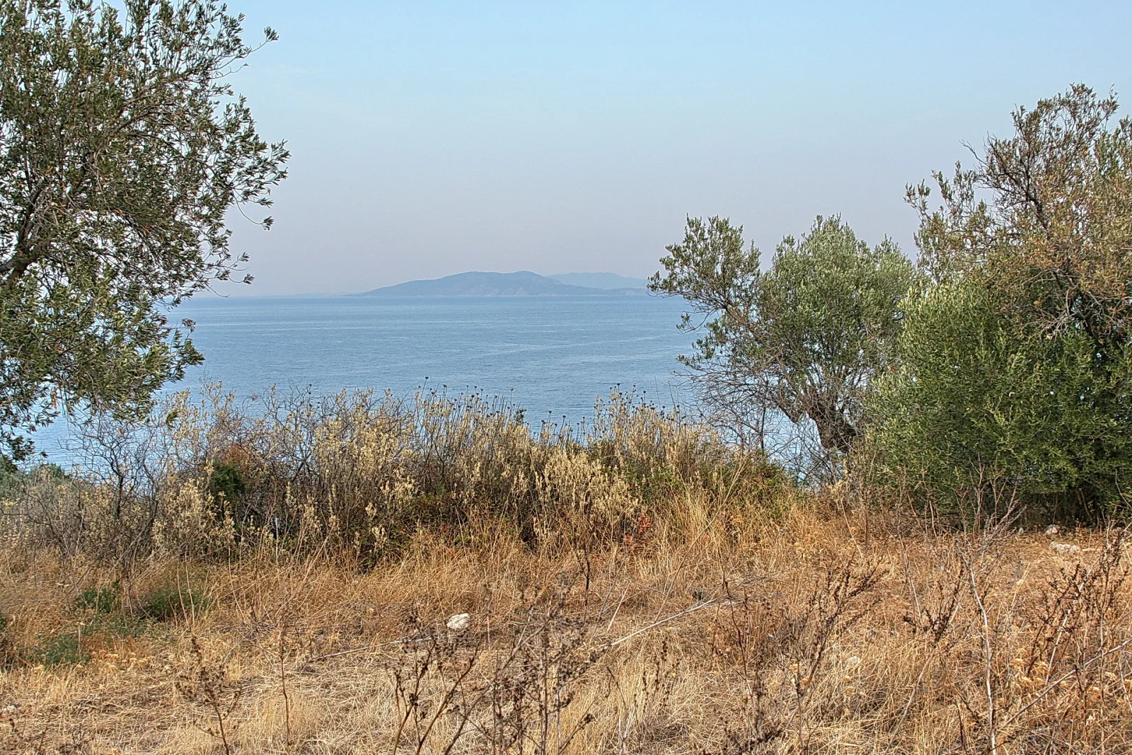 Trockenes Gras und Olivenbäume im Vordergrund, dahinter ruhiges blaues Meer und eine flache Insel unter hellem, dunstigem Himmel.