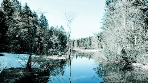 Ruhiger Waldsee mit blattlosen Bäumen und Nadelwald am Ufer, Schneereste am linken Ufer, blauer Himmel mit Spiegelung im Wasser.