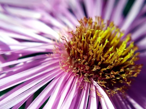 Makroaufnahme einer violetten Aster mit schmalen, hellvioletten Blütenblättern und einer gelb-orangen Mitte voller Staubgefäße.