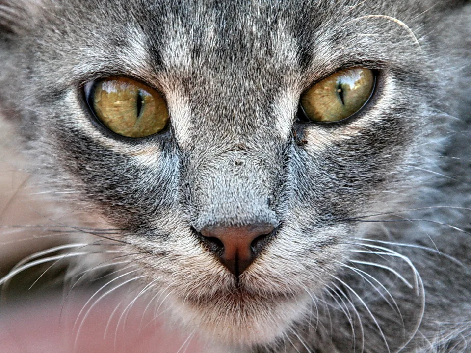 Nahaufnahme des Gesichts einer grauen Katze mit gelbgrünen Augen und rosafarbener Nase, frontal in die Kamera blickend.