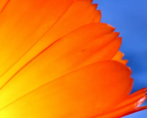 Nahaufnahme mehrerer orangefarbener Blütenblätter mit gezackten Rändern, die von links unten nach rechts oben gefächert sind, vor einem blauen Hintergrund.