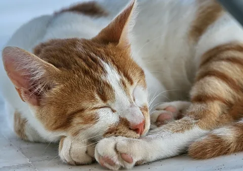 Eine rotweiß getigerte Katze liegt auf hellen Fliesen, hat die Augen geschlossen und den Kopf auf die Vorderpfoten gelegt.