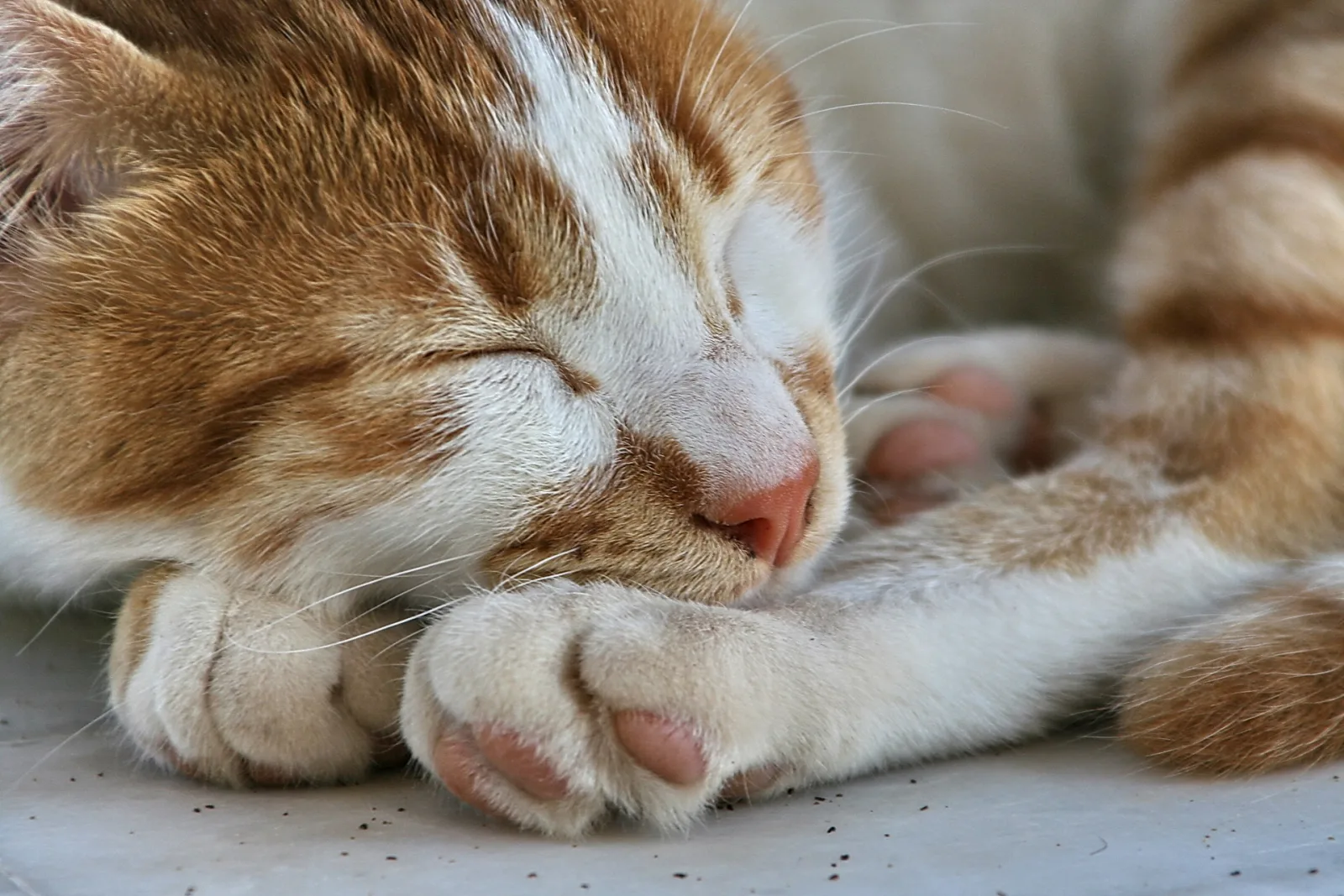 Rot-weiß getigerter Kater schläft mit dem Kopf auf den Vorderpfoten auf einer hellen Fläche.