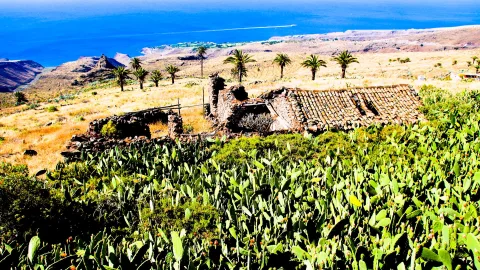 Verfallenes Steinhaus mit teilweise eingestürztem Ziegeldach zwischen dichtem Feigenkakteen-Bewuchs, im Hintergrund Palmen, gelbes Trockengras und das blaue Meer.