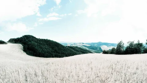 Helles Getreidefeld im Vordergrund, dahinter ein dunkel bewaldeter Hügel und weitere Hügelketten unter einem blassblauen Himmel mit Wolken.