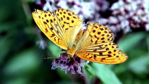 Ein gelb-orangefarbener Schmetterling mit dunklen Punkten sitzt auf einer violetten Blütendolde, im Hintergrund unscharfes Grün und weiße Blüten.