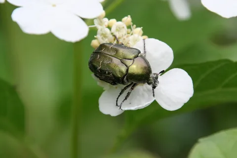 Ein metallisch grüner Rosenkäfer sitzt auf einer weißen Blüte mit gelblichen Knospen vor unscharfem grünem Hintergrund.