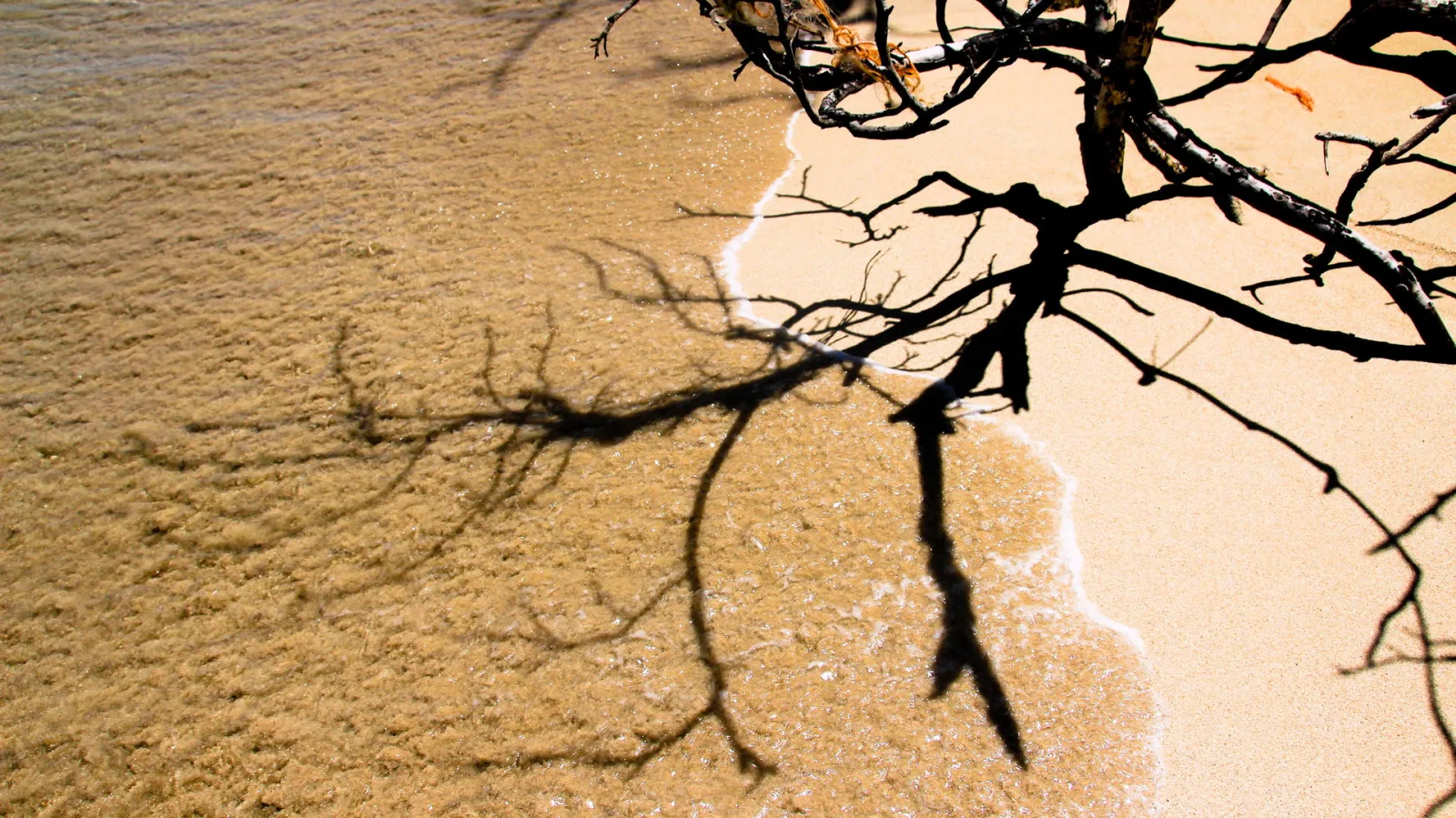 Ein abgestorbener, verzweigter Ast wirft einen dunklen Schatten auf nassen Sand und flaches Wasser, an der Kante läuft weißer Schaum aus.