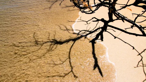 Ein abgestorbener, verzweigter Ast wirft einen dunklen Schatten auf nassen Sand und flaches Wasser, an der Kante läuft weißer Schaum aus.