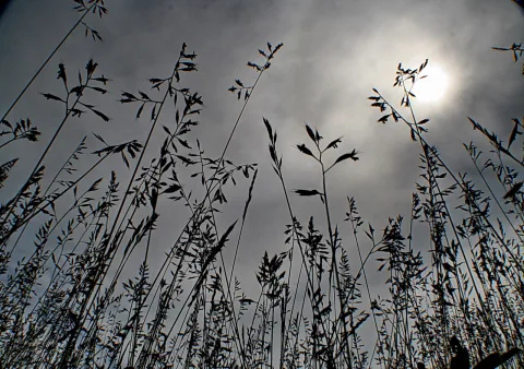 Schwarze Silhouetten von Grashalmen und Ähren ragen von unten in einen grauen Himmel, hinter dem die Sonne durch die Wolken scheint.