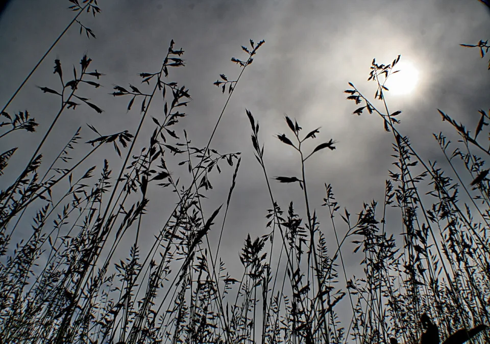 Schwarze Silhouetten von Grashalmen und Ähren ragen von unten in einen grauen Himmel, hinter dem die Sonne durch die Wolken scheint.