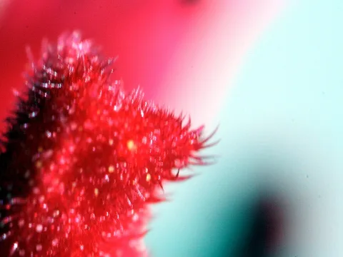 Makroaufnahme einer roten, stacheligen Oberfläche mit feinen Härchen, rechts davon verschwimmt ein türkisfarbener Hintergrund.