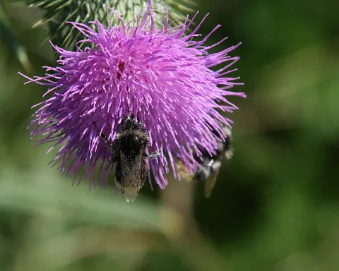 Eine Hummel sitzt auf einer lila Distelblüte, im Hintergrund unscharfes Grün; eine zweite Hummel ist rechts teilweise zu sehen.