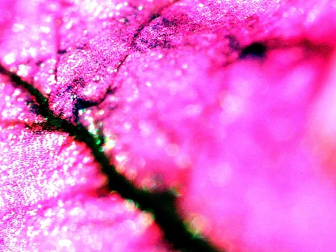 Nahaufnahme eines pinkfarbenen Blütenblatts mit einer dunklen Ader, die diagonal durchs Bild verläuft, und glitzernden Wassertropfen.