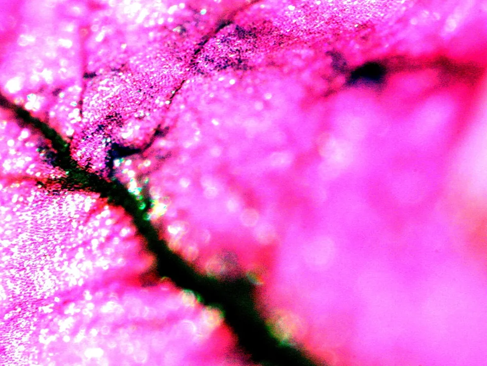 Nahaufnahme eines pinkfarbenen Blütenblatts mit einer dunklen Ader, die diagonal durchs Bild verläuft, und glitzernden Wassertropfen.
