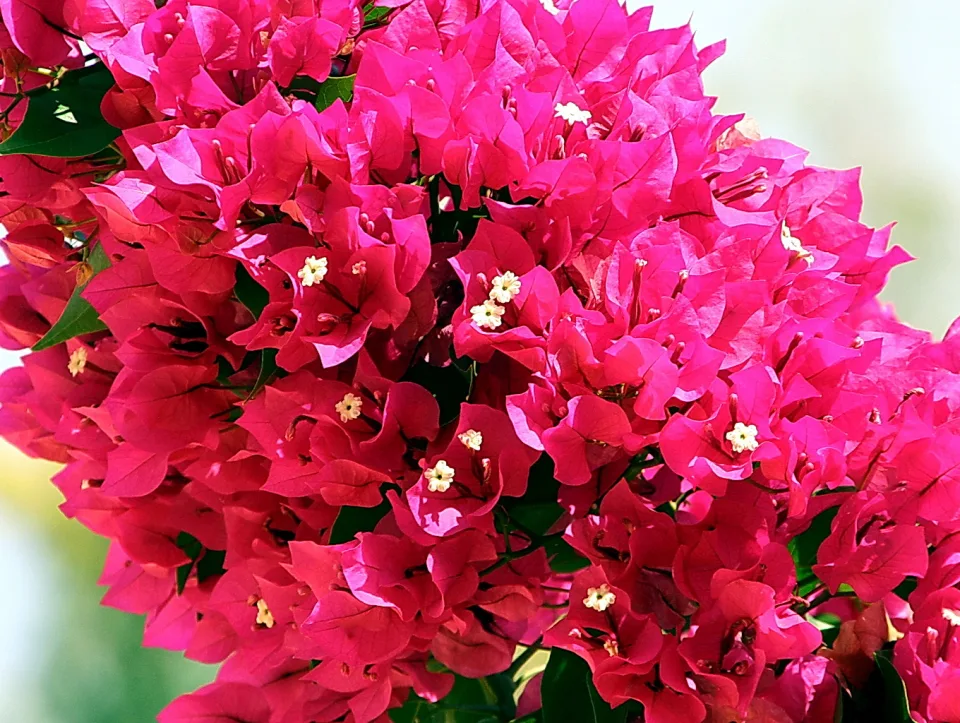 Dichte Büschel pinkfarbener Hochblätter einer Bougainvillea mit kleinen weißen Blüten, dazwischen dunkelgrüne Blätter, im Hintergrund unscharfes helles Grün.