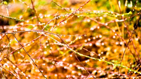 Feine, rötliche und grüne Zweige mit vielen Wassertropfen, im Gegenlicht vor warm goldenem, unscharfem Hintergrund.