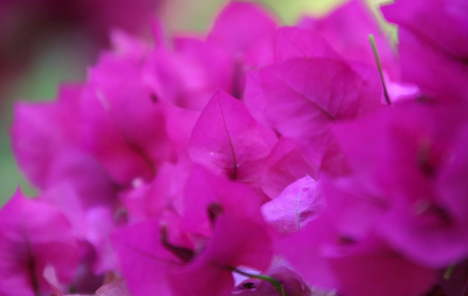 Nahaufnahme pinker Bougainvillea-Blüten mit unscharfem grünem Hintergrund