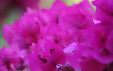 Nahaufnahme pinker Bougainvillea-Blüten mit unscharfem grünem Hintergrund