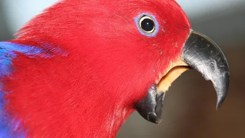Nahaufnahme eines roten Papageis im Profil mit schwarzem, gebogenem Schnabel, leuchtend blauen Federn am Flügelansatz und einem hellen Auge mit blauem Augenring.