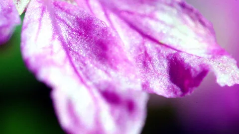 Makroaufnahme eines lila Blütenblatts mit feinen Adern und glitzernden Partikeln vor unscharfem grünem und violettem Hintergrund.