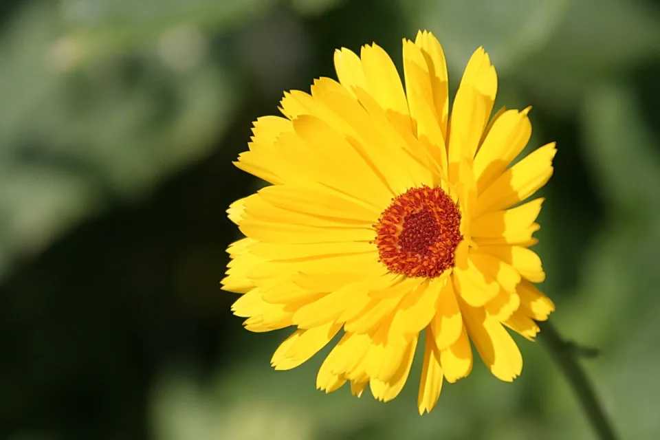 Eine gelbe Ringelblume mit orangerotem Blütenstempel vor unscharfem grünem Hintergrund