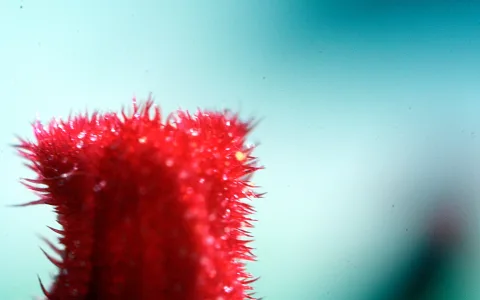 Nahaufnahme einer leuchtend roten, stachelig behaarten Pflanzenspitze vor blaugrünem, unscharfem Hintergrund, mit kleinen Wassertropfen auf den Haaren.