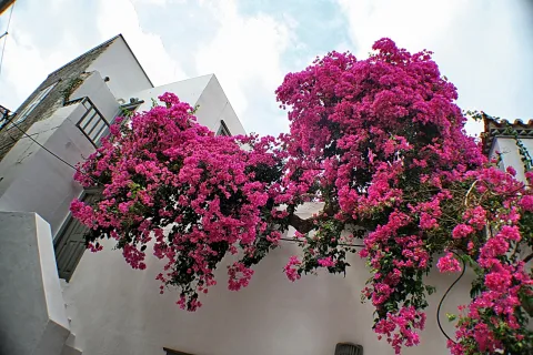 Ein großer Strauch mit pinkfarbenen Bougainvillea-Blüten wächst über eine weiß getünchte Hauswand, darüber ein bewölkter blauer Himmel.