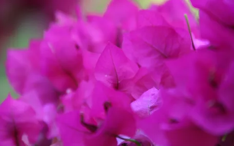 Nahaufnahme pinkfarbener Bougainvillea-Hochblätter mit feinen Adern, im Zentrum scharf, zu den Rändern unscharf.