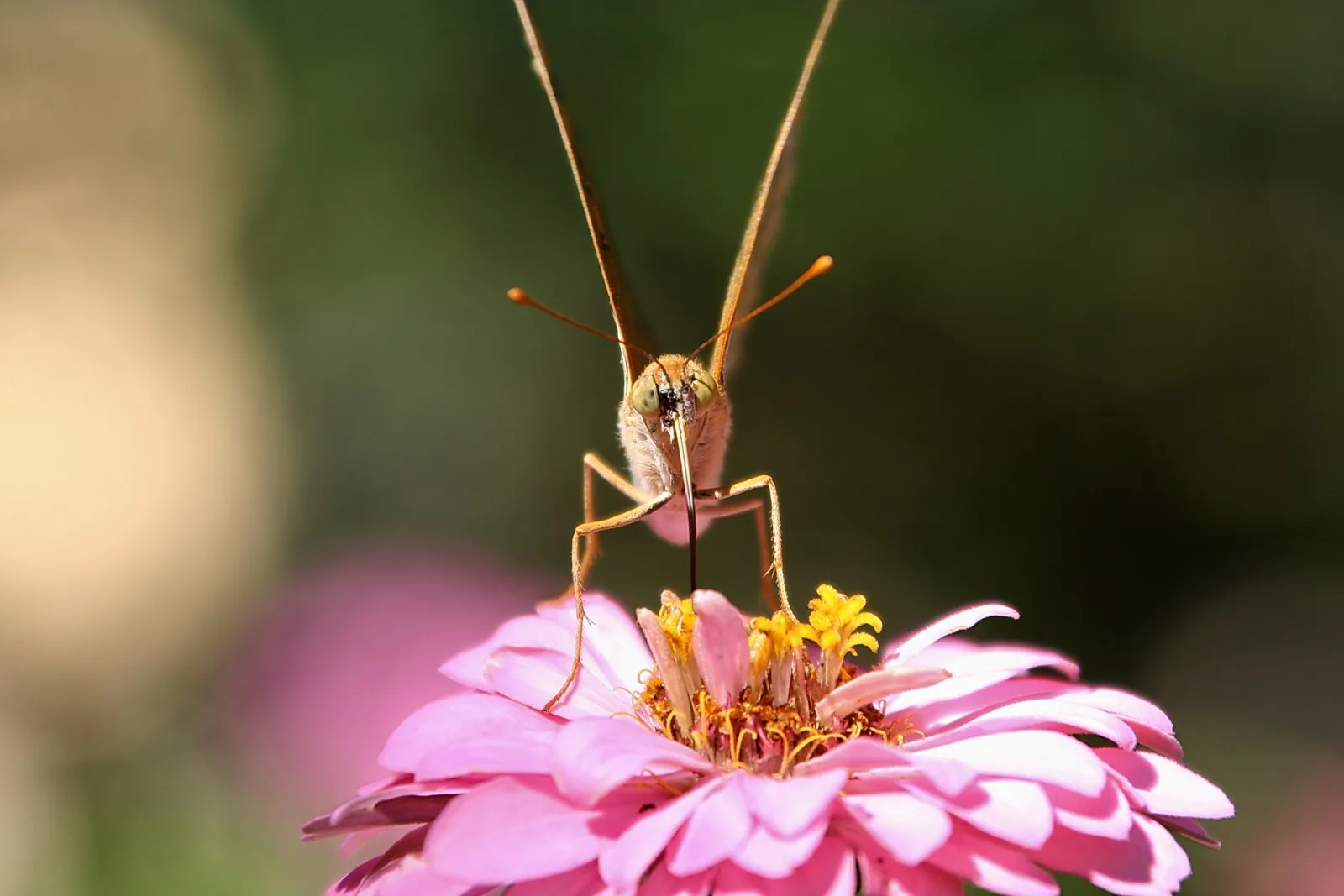 Ein Schmetterling sitzt frontal auf einer rosa Zinnienblüte und streckt seinen dunklen Rüssel in die gelbe Blütenmitte, im Hintergrund unscharfes Grün.