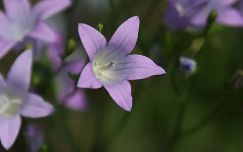 Lila Glockenblume mit fünf spitzen Blütenblättern und hellem Blütenstempel vor unscharfem grünem Hintergrund.