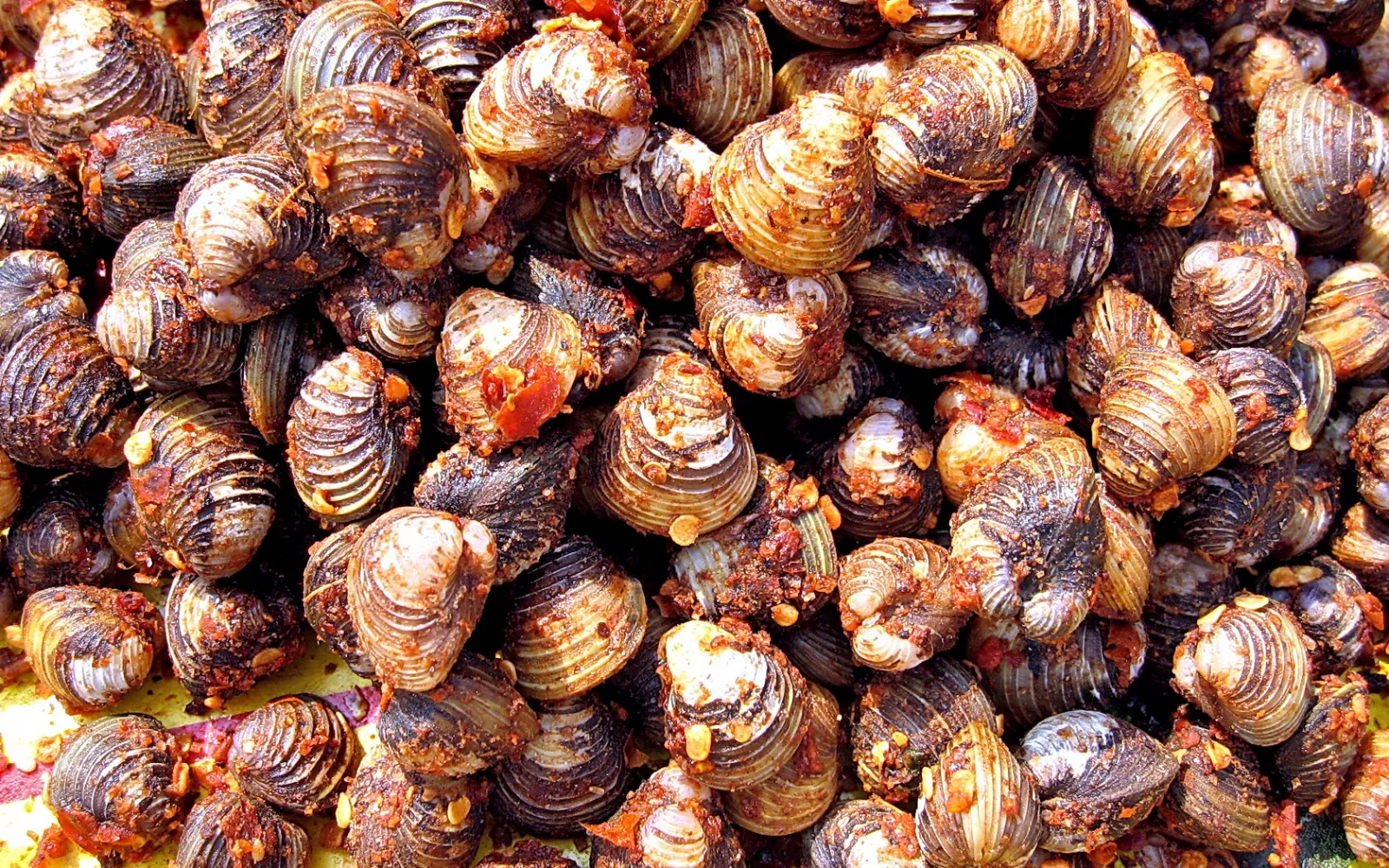 Dicht gedrängte, gegarte Muscheln, die mit einer rotbraunen Chilimasse überzogen sind