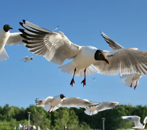 Mehrere Lachmöwen fliegen vor blauem Himmel, im Hintergrund Bäume und kleine Menschengruppen.