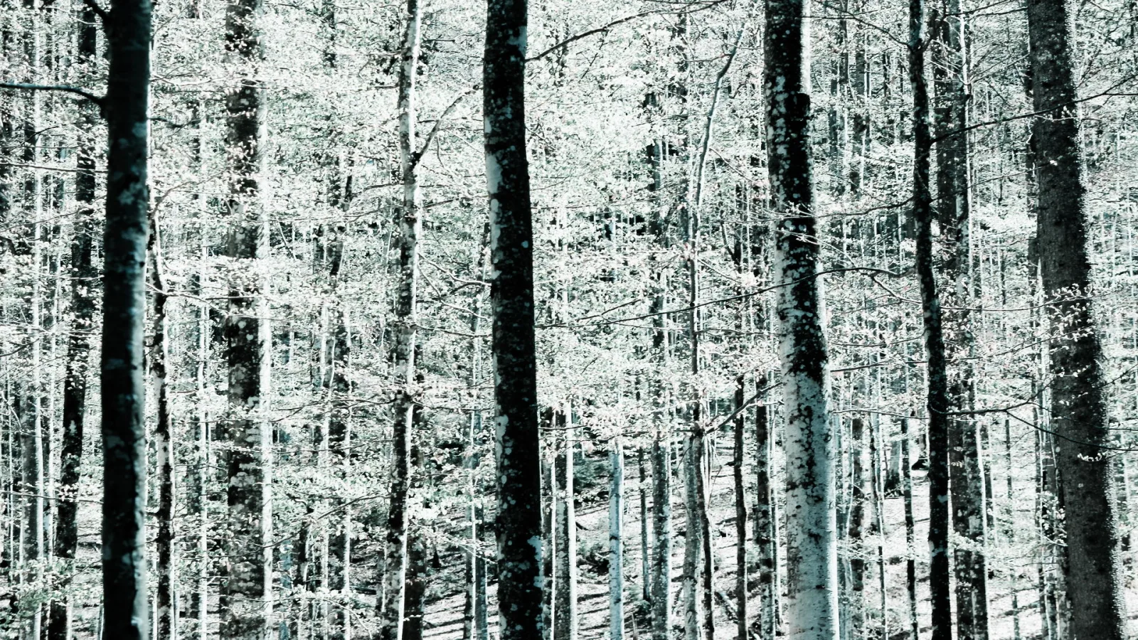 Dicht stehende dunkle Baumstämme vor hellem, blassgrünem Laub in einem bläulich getönten Wald