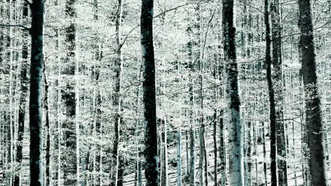 Dicht stehende dunkle Baumstämme vor hellem, blassgrünem Laub in einem bläulich getönten Wald