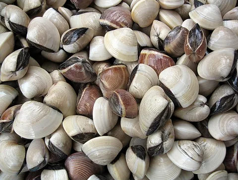 Dicht aufgeschichtete geschlossene Venusmuscheln mit cremefarbenen und braunen Schalen, von oben fotografiert.