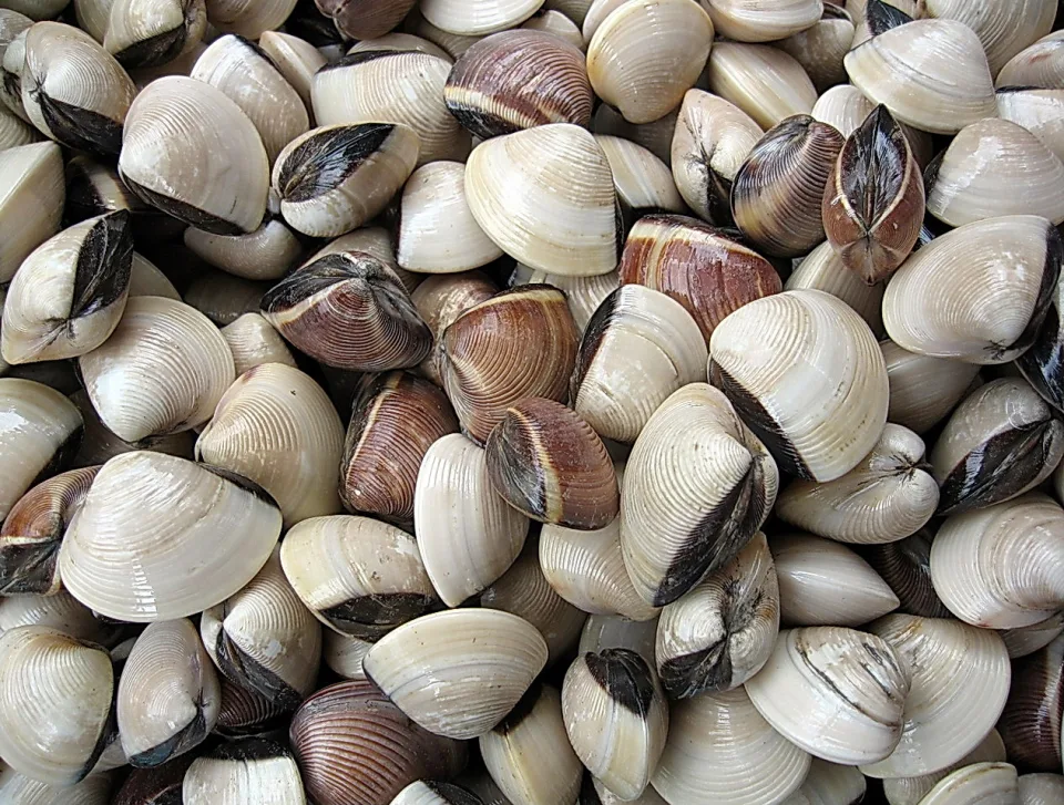 Dicht aufgeschichtete geschlossene Venusmuscheln mit cremefarbenen und braunen Schalen, von oben fotografiert.